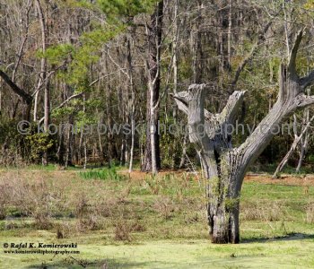 Audubon Swamp Garden at Magnolia Plantation and Gardens