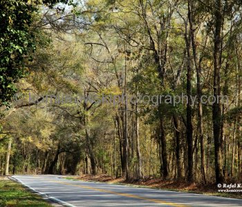 Ashley River Road (Highway 61 SC) west of Charleston