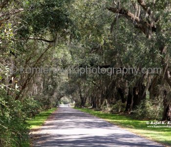 Magnolia Plantation  west of Charleston across the Ashley River, viewed from Hwy. 61 Westbound, South Carolina,  Saturday, March 19,  2001  at 12:59 PM (temperature plus 28C =  82.4 F)