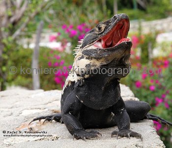 Iguana at Las Brisas