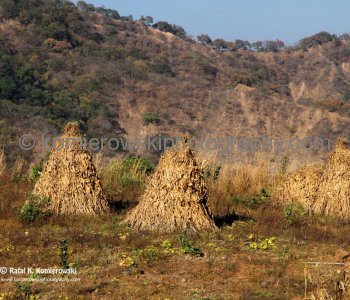 The Sierra Madre Occidental mountains dotted with farming and ranching villages....