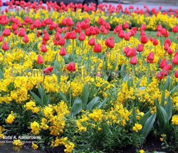 Spring Vancouver weather brings early blossoms...