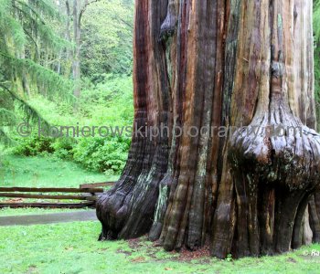 Stanley Park, Vancouver, BC,