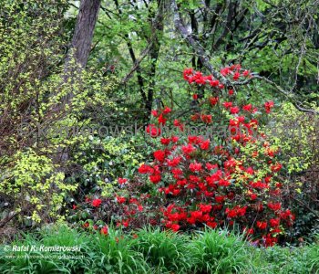 Stanley Park, Vancouver, BC,