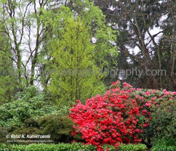 Stanley Park, Vancouver, BC,