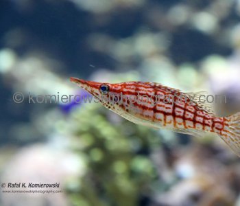 Vancouver Aquarium, located in Stanley Park is the largest aquarium in Canada ....