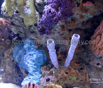 Vancouver Aquarium, located in Stanley Park is the largest aquarium in Canada ....