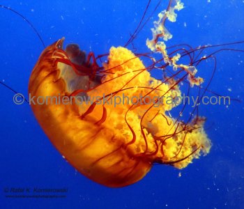 Vancouver Aquarium, located in Stanley Park is the largest aquarium in Canada ....