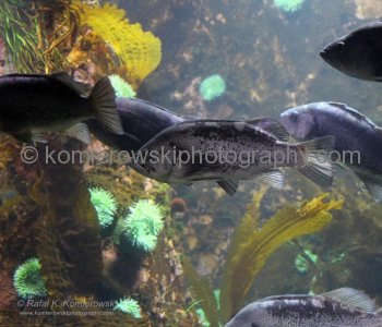 Vancouver Aquarium, located in Stanley Park is the largest aquarium in Canada ....
