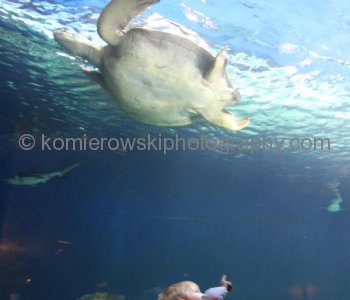 Vancouver Aquarium, located in Stanley Park is the largest aquarium in Canada ....