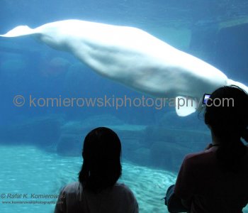 Vancouver Aquarium, located in Stanley Park is the largest aquarium in Canada ....