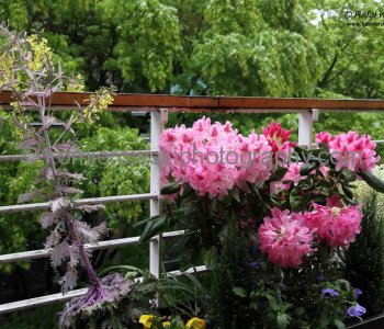 Balconies overflowing with greenery and flowers of all kinds or landscaped grounds around buildings of various sizes....