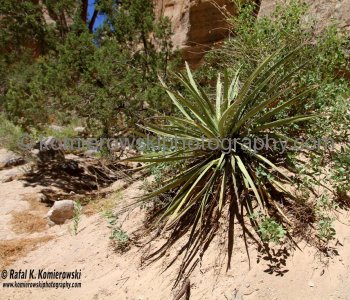 Kasha-Katuwe Tent Rocks National Monument, New Mexico, USA