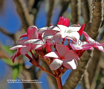 Beautiful Flowers - Gradens at Las Brisas