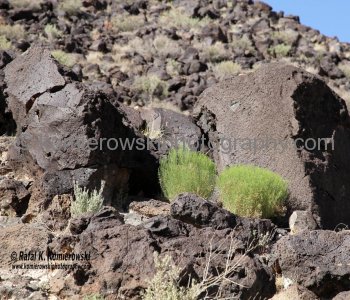 Petroglyph National Monument stretches 17 miles (27 km) along Albuquerque, New Mexico s West Mesa, a volcanic basalt escarpment that dominates the city s western horizon.