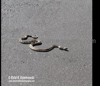 Prairie Rattlers, the Diamondbacks and the Bull Snakes all like to sunbathe along the trails...Gran Quivira, New Mexico