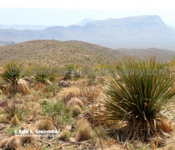 Big Bend NP...the land is more than desert or rock.....