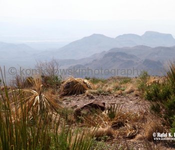 Big Bend NP...the land is more than desert or rock.....