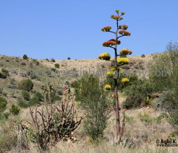 State Highway No. 118 passes through or along several state and federal parks and other ... The road is in the Chihuahuan Desert and passes mostly through scrub land...