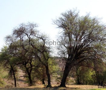 Oaks of Texas....State Highway No. 118 passes through or along several state and federal parks and other ... The road is in the Chihuahuan Desert and passes mostly through scrub land...