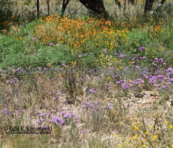 Wildflowers of Texas
