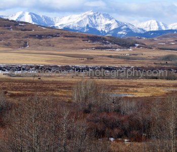 View of Undulating Foothills, heartland of ranching country near Longview