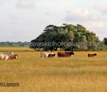 Farmlands of Texas near Lake Jackson, Texas,