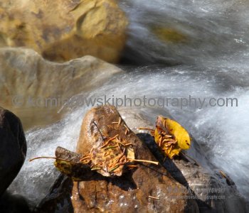 Autumn Colors ....  Kananaskis Country, Alberta