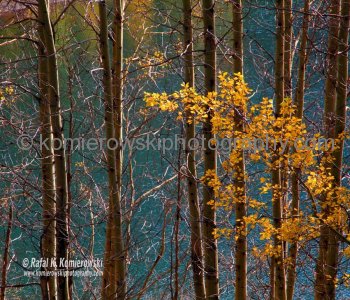 Autumn Colors ....  Kananaskis Country, Alberta