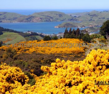 Day 28/ Day 6,  MONDAY,  October 29 ,  2012,     Colorful Scottish GORSE (in New Zealand is a major invasive plant!!!!) south of  DUNEDIN,  New Zealand