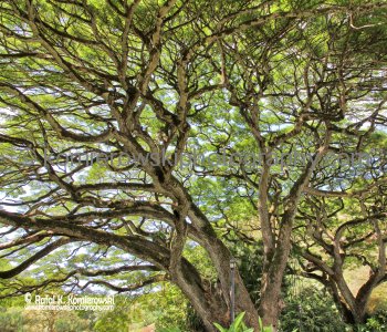Waimea Valley, Oahu, Hawaii, USA
