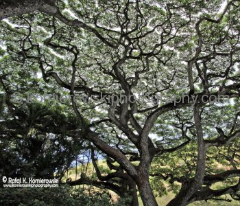Waimea Valley, a waterfall park offering native Hawaiian history and culture.