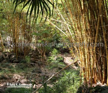 Waimea Valley, a waterfall park offering native Hawaiian history and culture.