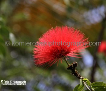 Waimea Valley, a waterfall park offering native Hawaiian history and culture.