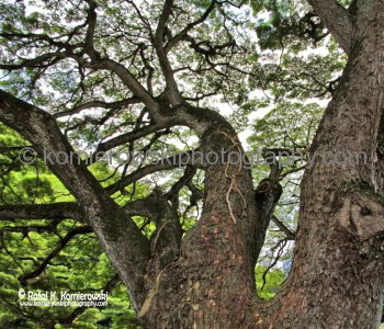 Waimea Valley, a waterfall park offering native Hawaiian history and culture.