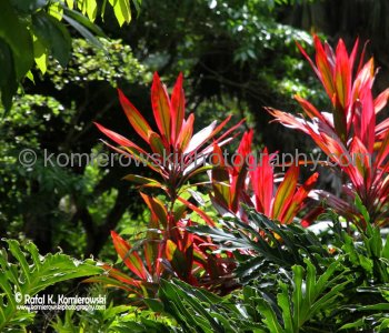 Waimea Valley, a waterfall park offering native Hawaiian history and culture.