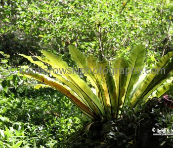 Waimea Valley, a waterfall park offering native Hawaiian history and culture.