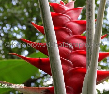 Waimea Valley, a waterfall park offering native Hawaiian history and culture.