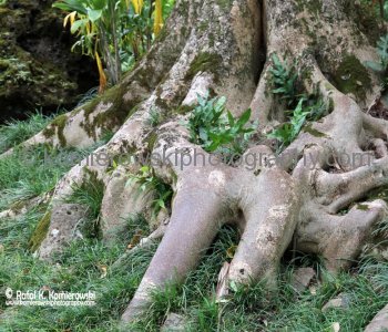 Waimea Valley, a waterfall park offering native Hawaiian history and culture.