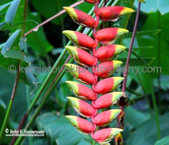 Waimea Valley, a waterfall park offering native Hawaiian history and culture.