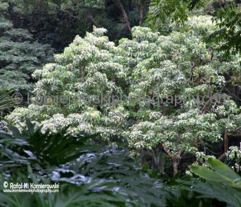 Waimea Valley, a waterfall park offering native Hawaiian history and culture.