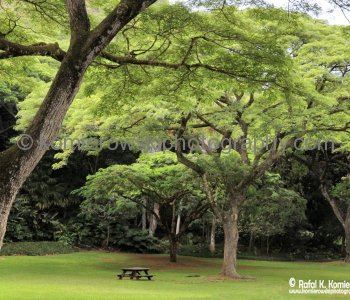 Waimea Valley, a waterfall park offering native Hawaiian history and culture.