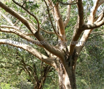 Waimea Valley, a waterfall park offering native Hawaiian history and culture.