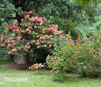 Waimea Valley, a waterfall park offering native Hawaiian history and culture.