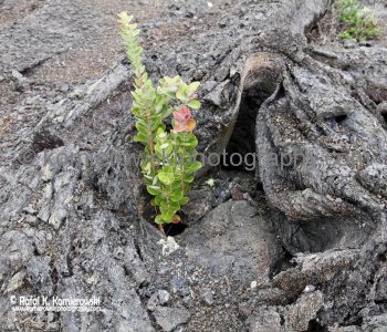 Hawaii Volcanoes National Park