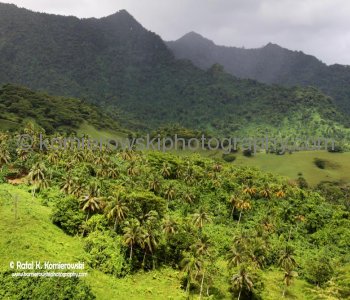 Rainforest...Upolu island, Samoa