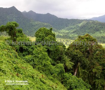 Rainforest...Upolu island, Samoa
