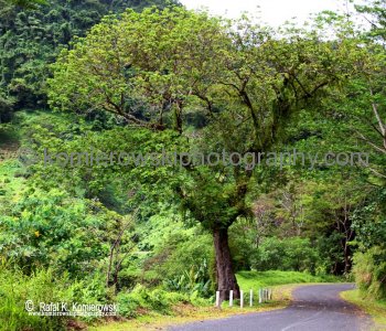 Local road and Rainforest...Upolu island, Samoa