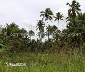 Tonga, countryside outside of Nuku alofa....