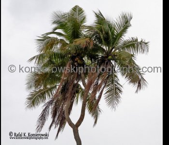 Tonga, countryside outside of Nuku alofa....